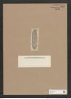 Navicula advena A.Schm. (de-Toni-Nr.: Genus 1, Species 295) Zeichnungen Sammlung Grunow Nr. 670 (NHMW-BOT-W0367042)